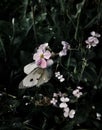 White butterfly sitting on a flower.