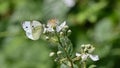 White butterfly sitting on the flower in the woods in spring Royalty Free Stock Photo