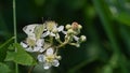 White butterfly sitting on the flower in the woods in spring Royalty Free Stock Photo