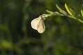 White butterfly sitting on the grass