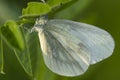 White butterfly sitting on the grass