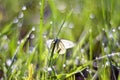 White butterfly sitting on green grass covered Royalty Free Stock Photo