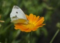 White butterfly sitting on an orange Calendula flower. Pieris brassicae, also called the large white, cabbage butterfly Royalty Free Stock Photo