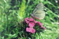 White butterfly sitting on pink carnation flowers in the garden Royalty Free Stock Photo