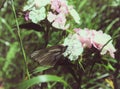 White butterfly sitting on pink carnation flowers in the garden Royalty Free Stock Photo