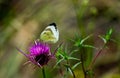 White butterfly sitting on a purple thistle Royalty Free Stock Photo