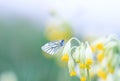 butterfly sitting on a spring green meadow in the yellow flowers of the primrose Royalty Free Stock Photo