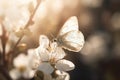 a white butterfly sitting on top of a white flower covered branch of a blossoming tree in the sun rays of the light shining on Royalty Free Stock Photo