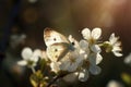 a white butterfly sitting on a white flower in the sun light of the day with a blurry background of white flowers in the Royalty Free Stock Photo