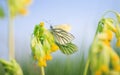 White butterfly sitting on yellow primrose flowers on spring green meadow