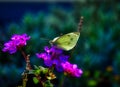 White butterfly. Small White Butterfly Sitting and Feeding on a Lavender Flower. Large white butterfly on violet verbena. Royalty Free Stock Photo