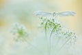 White butterfly on soft background. White plume moths, Pterophorus pentadactyla in soft focus Royalty Free Stock Photo
