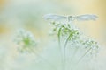 White butterfly on soft background. White plume moths, Pterophorus pentadactyla in soft focus