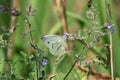 a white butterfly on some flowers and green grass and weeds