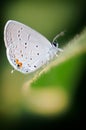 White butterfly on soybean leaf