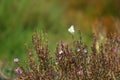 A white butterfly in the summer fileld, in little purple flowers