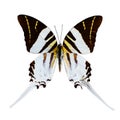 White butterfly tropical Graphium androcles, Indonesia Royalty Free Stock Photo