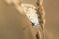 White butterfly Royalty Free Stock Photo