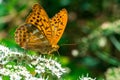 White butterfly Royalty Free Stock Photo