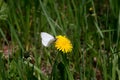 White butterfly on a yellow dandelion Royalty Free Stock Photo
