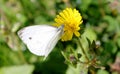 White butterfly