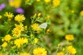 White butterfly on a yellow flower summer background Royalty Free Stock Photo