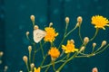 White butterfly on yellow flower summer nature