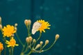 White butterfly on yellow flower summer nature