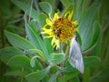 White Butterfly on Yellow Plant