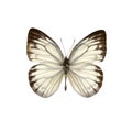 White butterfly