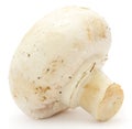 White Button Mushroom