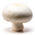 White button mushroom isolated on white background Royalty Free Stock Photo