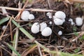 White button mushrooms (Agaricus bisporus, champignon, portobello, common mushroom) Royalty Free Stock Photo