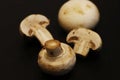 White button mushrooms, or agaricus isolated on a black background Royalty Free Stock Photo