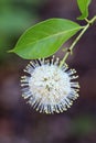 White buttonbush bloom