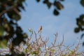 White Eye Buzzard in the jungle