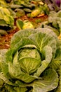 White cabbage Royalty Free Stock Photo