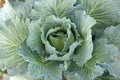 White Cabbage