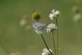White cabbage butterfly, also called Pieris rapae or Kleiner Kohlweissling Royalty Free Stock Photo