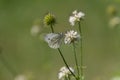 White cabbage butterfly, also called Pieris rapae or Kleiner Kohlweissling Royalty Free Stock Photo
