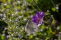 White cabbage butterfly, also called Pieris rapae or Kleiner Kohlweissling Royalty Free Stock Photo