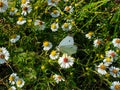 White Cabbage Butterfly Enjoys White Daisies