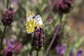 White cabbage butterfly on a french lavender flower Royalty Free Stock Photo