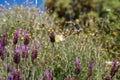 White cabbage butterfly on a french lavender flower Royalty Free Stock Photo