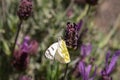 White cabbage butterfly on a french lavender flower Royalty Free Stock Photo