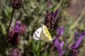 White cabbage butterfly on a french lavender flower Royalty Free Stock Photo