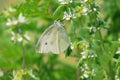 White cabbage butterfly Royalty Free Stock Photo