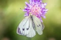 White cabbage butterfly on a purple wildflower Royalty Free Stock Photo