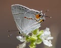 White Cabbage Butterfly side view Royalty Free Stock Photo