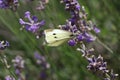 A white cabbage butterfly sits at a purple lavender flower Royalty Free Stock Photo